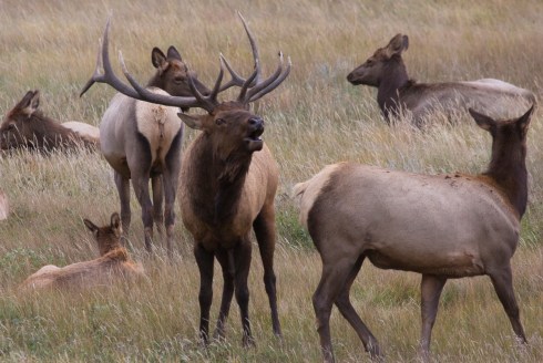 09-27-13 RMNP KI0A0127